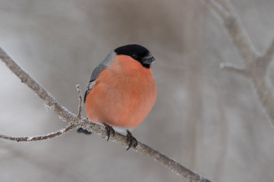 Bullfinch