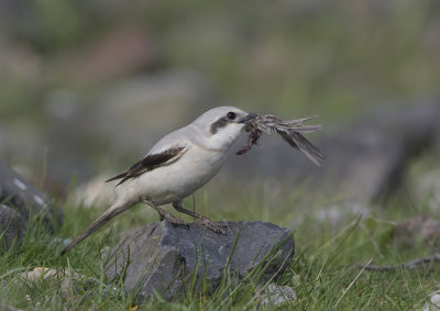 Steppe Grey Shrike