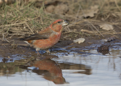 Parrot Crossbill