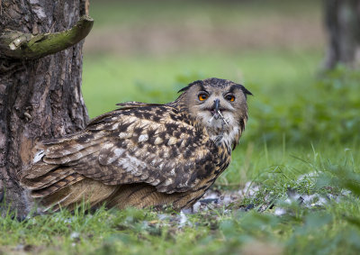 Eagle Owl