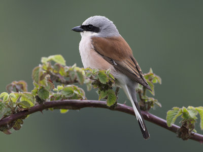 Red-backed Shrike