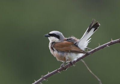 Red-backed Shrike