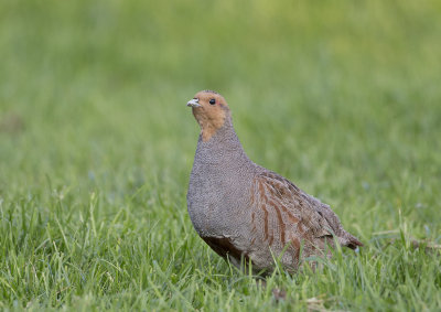 Grey Partridge