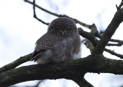 Pygmy Owl