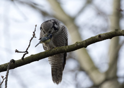 Hawk Owl