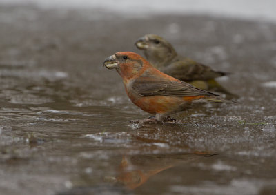 Parrot Crossbill