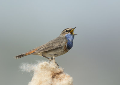 Bluethroat