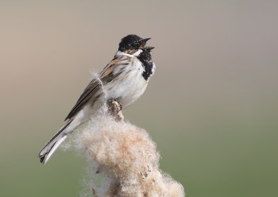 Reed Bunting