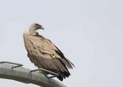 Griffon Vulture