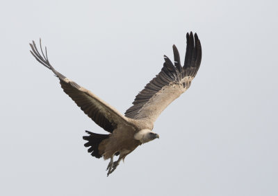 Griffon Vulture