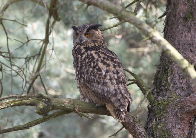 Eagle Owl