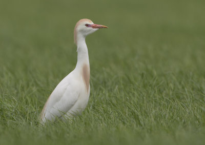 Cattle Egret