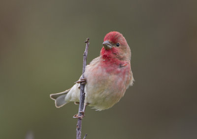 Common Rosefinch