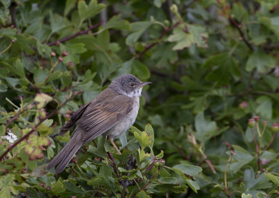 Common Whitethroat