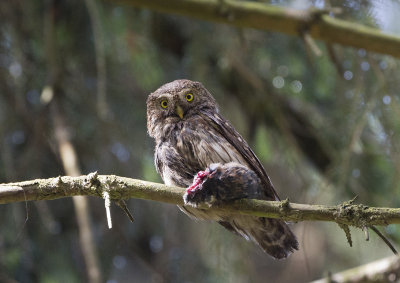 Pygmy Owl