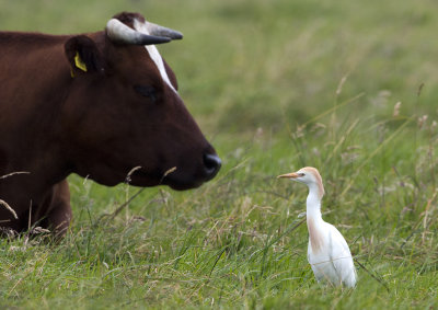 Cattle Egret