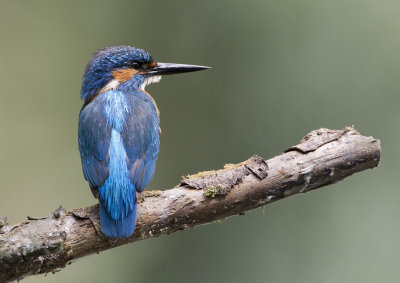 Common Kingfisher