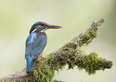 Common Kingfisher