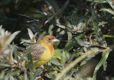 Red-headed Bunting