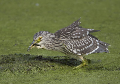 Night Heron