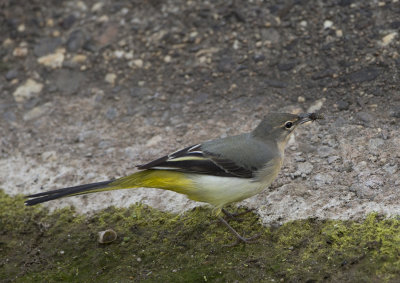 Grey Wagtail