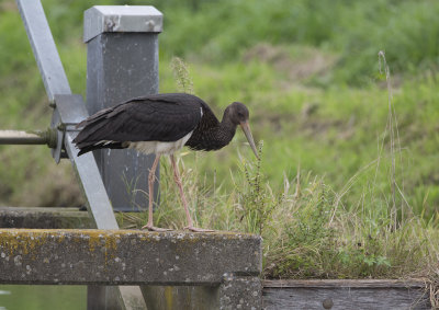 Black Stork