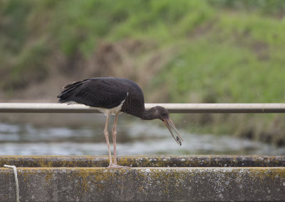 Black Stork