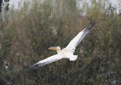 White Pelican