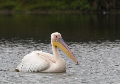 White Pelican