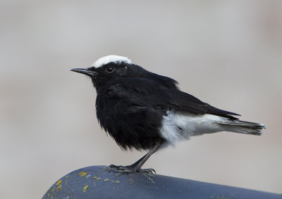 White-crowned Black Wheatear