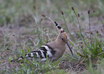 Hoopoe