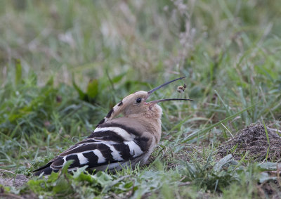 Hoopoe