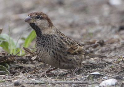 Spanish Sparrow