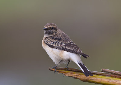 Pied Wheatear