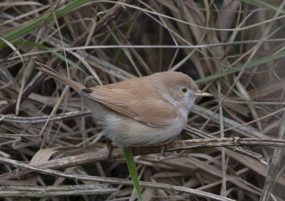 African Desert Warbler