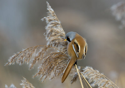 Bearded Tit