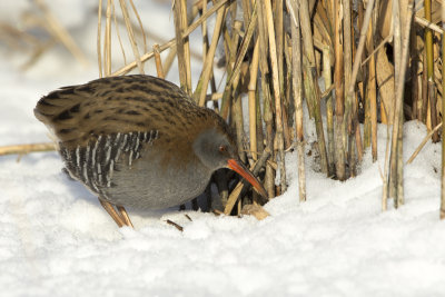 Water Rail