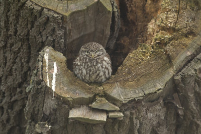 Litle Owl