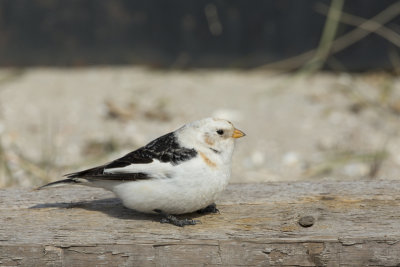 Snow Bunting