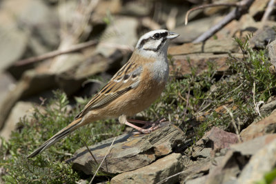 Rock Bunting