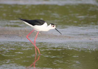 Black-winged Stilt