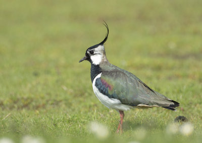 Northern Lapwing