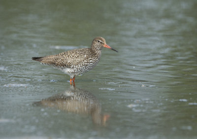 Common Redshank