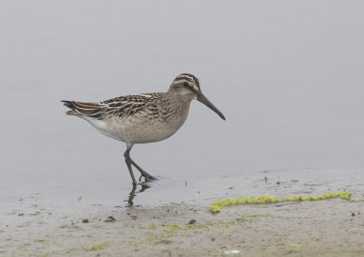 Broad-billed Sandpiper