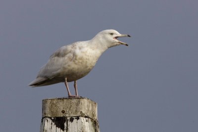 Glaucous Gull