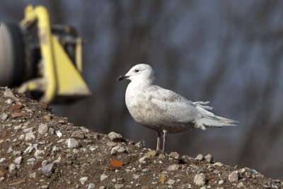 Iceland Gull