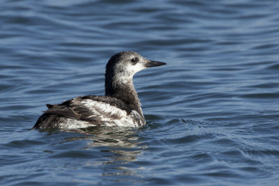 Black Guillemot