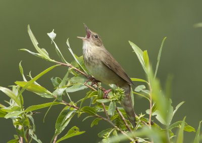 River Warbler