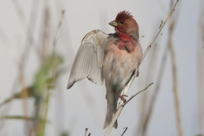 Common Rosefinch