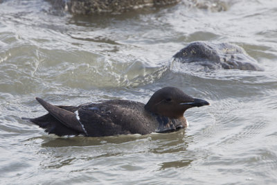 Brnnich's Murre